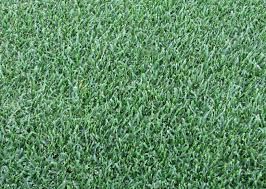 Attēlu rezultāti vaicājumam “Poa pratensis”