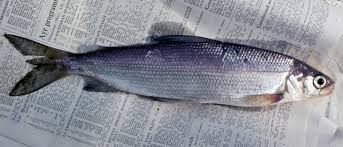 Image result for Coregonus lavaretus