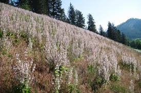 Image result for Salvia sclarea