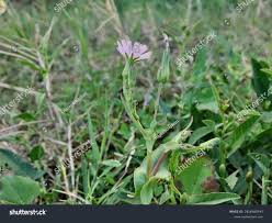 Attēlu rezultāti vaicājumam “Lactuca tatarica flower”