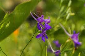 Attēlu rezultāti vaicājumam “Consolida regalis flower”