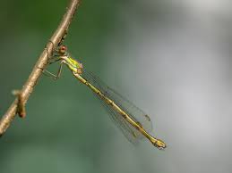 Attēlu rezultāti vaicājumam “Chalcolestes viridis”