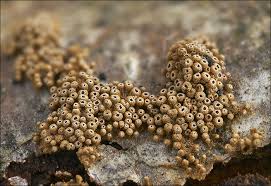 Attēlu rezultāti vaicājumam “Merismodes anomala”