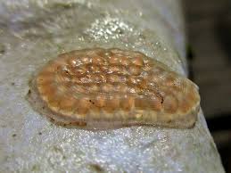 Attēlu rezultāti vaicājumam “Planorbidae”