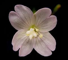 Attēlu rezultāti vaicājumam “Epilobium montanum flower”