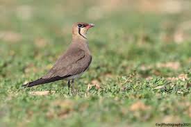 Image result for Glareola maldivarum