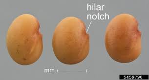 Attēlu rezultāti vaicājumam “Medicago lupulina fruit”