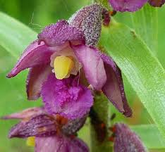 Attēlu rezultāti vaicājumam “Epipactis atrorubens flower”
