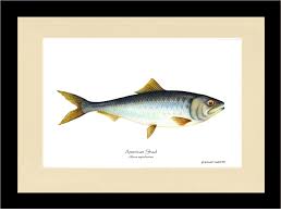 Image result for Alosa aestivalis