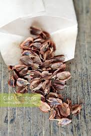 Attēlu rezultāti vaicājumam “Rheum rhabarbarum fruit”