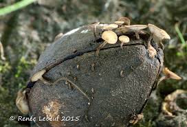 Attēlu rezultāti vaicājumam “Hymenoscyphus fructigenus”