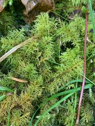 Attēlu rezultāti vaicājumam “Thuidium recognitum”