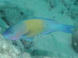 Image result for Scarus psittacus