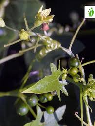 Attēlu rezultāti vaicājumam “Bryonia alba fruit”