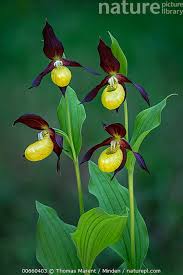 Attēlu rezultāti vaicājumam “Cypripedium calceolus flower”