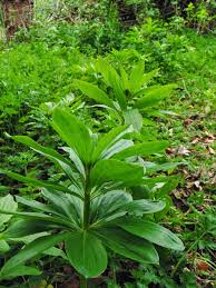 Attēlu rezultāti vaicājumam “Lilium martagon leaf”