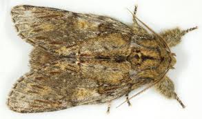 Attēlu rezultāti vaicājumam “Peridea anceps”