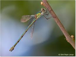 Attēlu rezultāti vaicājumam “Chalcolestes viridis”