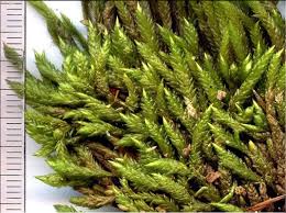 Attēlu rezultāti vaicājumam “Isothecium alopecuroides”