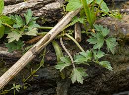 Attēlu rezultāti vaicājumam “Ranunculus repens leaf”