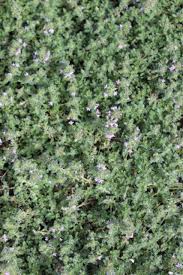 Attēlu rezultāti vaicājumam “Didymium tussilaginis”