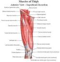 <b>thigh</b>; <b>thigh</b>