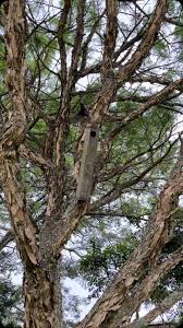 Attēlu rezultāti vaicājumam “Cribraria languescens stalked”
