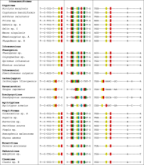 Attēlu rezultāti vaicājumam “Diphyus latebricola”