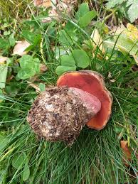 Attēlu rezultāti vaicājumam “Sutorius luridiformis”