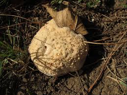 Attēlu rezultāti vaicājumam “Hydnellum sp.”