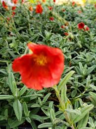 Attēlu rezultāti vaicājumam “Helianthemum x hybridum”