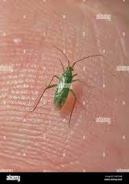 Attēlu rezultāti vaicājumam “Blepharidopterus angulatus”