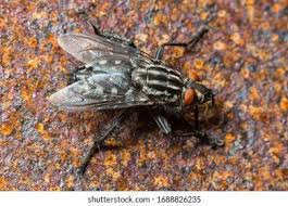 Attēlu rezultāti vaicājumam “Clitellaria ephippium”