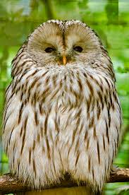 Attēlu rezultāti vaicājumam “Strix uralensis adult”