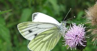 Attēlu rezultāti vaicājumam “Pieris napi underside”