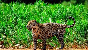 Image result for Brazilia 1980 Jaguar