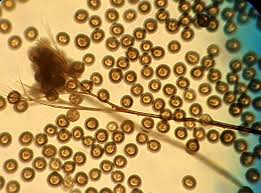 Attēlu rezultāti vaicājumam “Colloderma robustum macro”