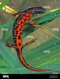 Attēlu rezultāti vaicājumam “Triturus cristatus”