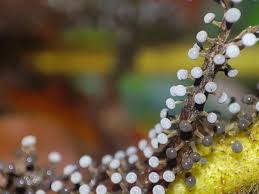 Attēlu rezultāti vaicājumam “Physarum luteolum young”