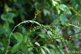 Attēlu rezultāti vaicājumam “Agrimonia pilosa flower”