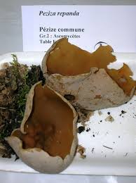 Attēlu rezultāti vaicājumam “Peziza repanda”