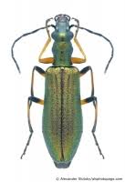 Attēlu rezultāti vaicājumam “Chrysanthia geniculata”