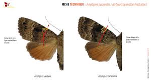 Attēlu rezultāti vaicājumam “Amphipyra pyramidea”