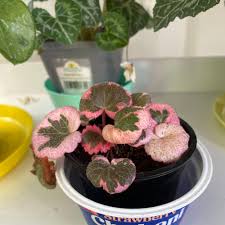 Attēlu rezultāti vaicājumam “Saxifraga cymbalaria fruit”