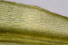 Attēlu rezultāti vaicājumam “Pohlia nutans”