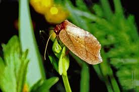 Attēlu rezultāti vaicājumam “Drepanepteryx phalaenoides”