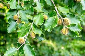 Attēlu rezultāti vaicājumam “Fagus sylvatica fruit”