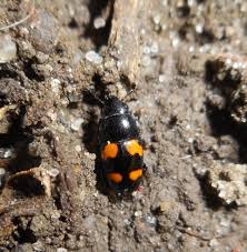 Attēlu rezultāti vaicājumam “Glischrochilus grandis”