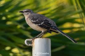 Image result for Mimus polyglottos