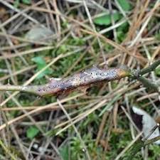 Attēlu rezultāti vaicājumam “Diastrophus rubi”